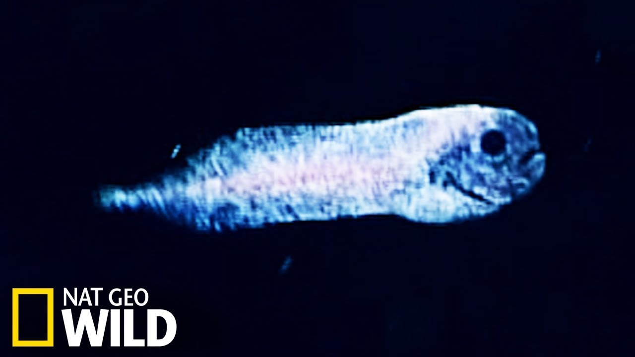 Un poisson-limace fant&ocirc;me d&eacute;couvert dans le Pacifique