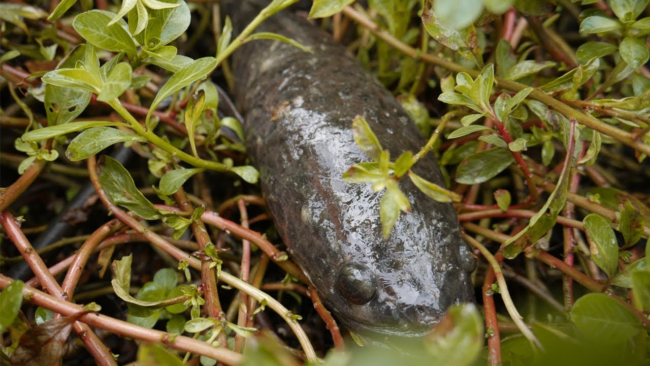 #4 Catching Snake-Head Fish In An abandoned Bog