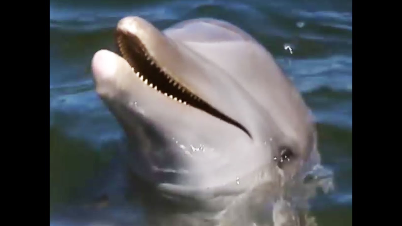 Dolphin Tricks | Born to Be Wild: Dolphins with Tamzin Outhwaite | BBC Earth