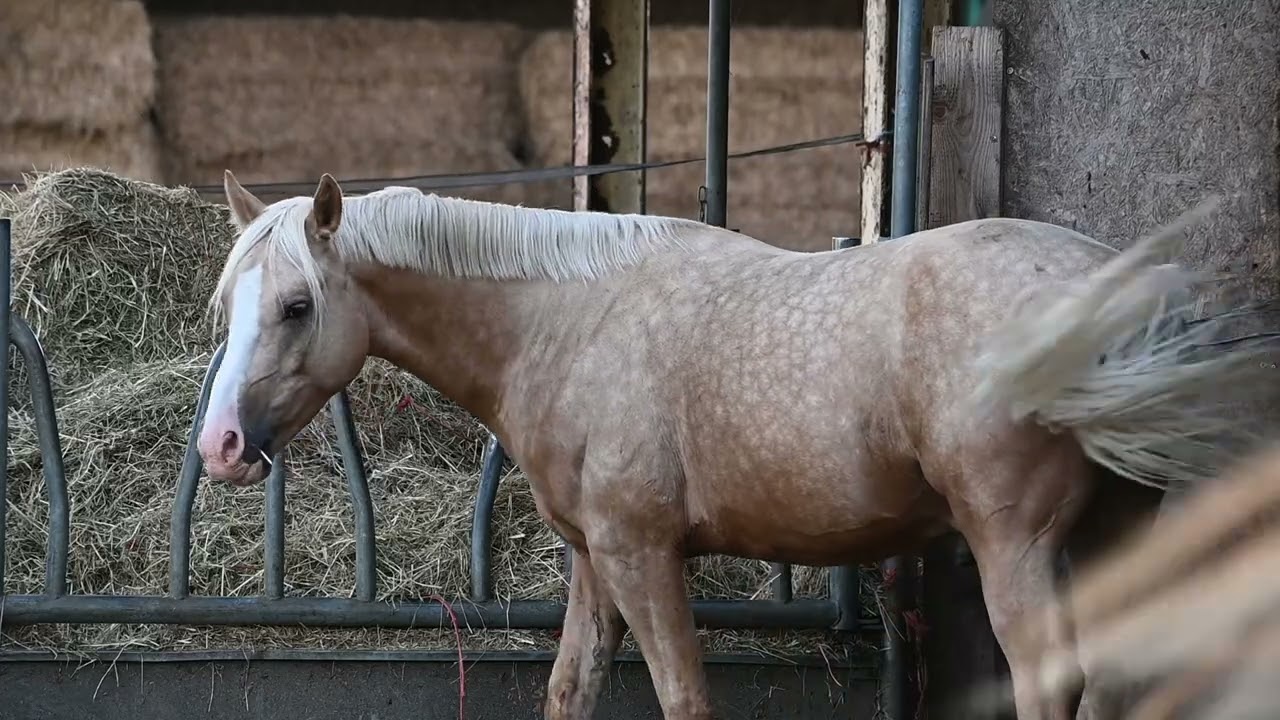 Lehrvideo &raquo;Erkennung, Bek&auml;mpfung und Umgang mit vergifteten Pferden&laquo;
