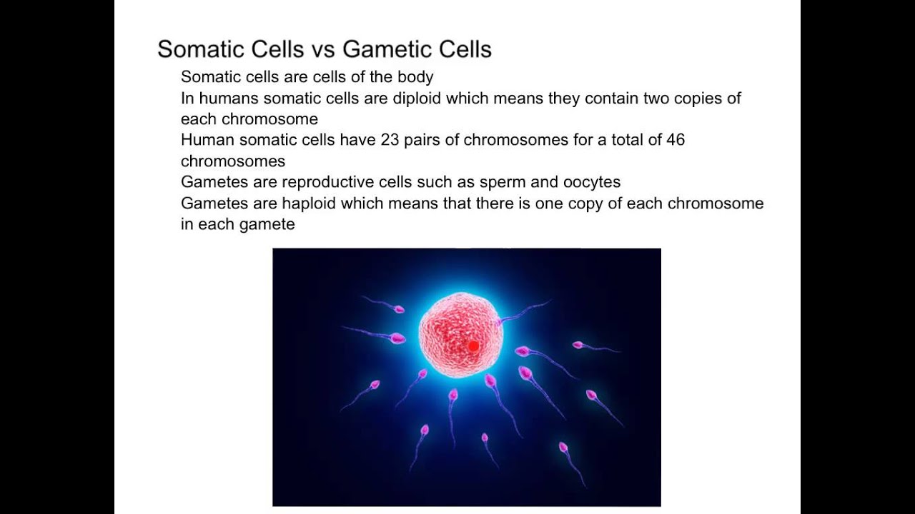 Somatic Cells vs Gametic Cells