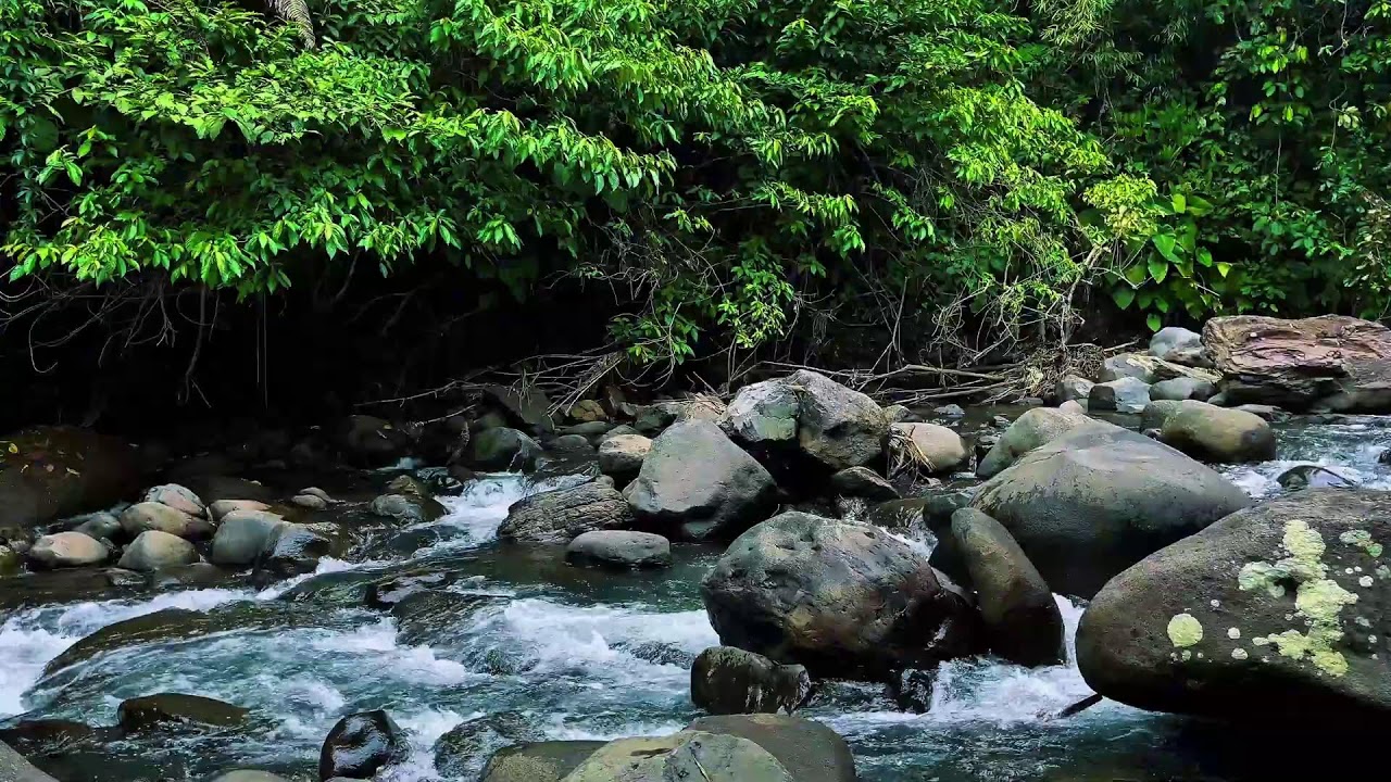 Tropical Forest River Flowing Over Stones &ndash; Real Nature ASMR for Sleep & Focus
