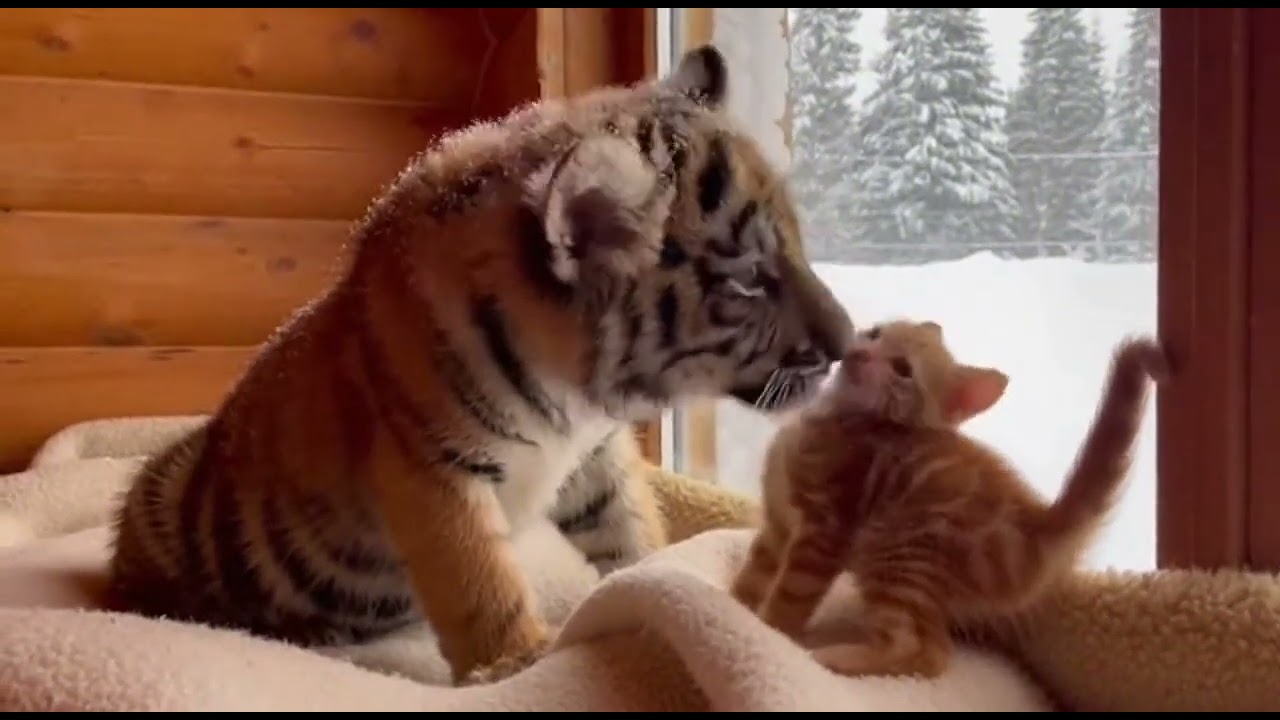 Story Tiger cub and Orange Kitten #story #animal #kitten #tiger