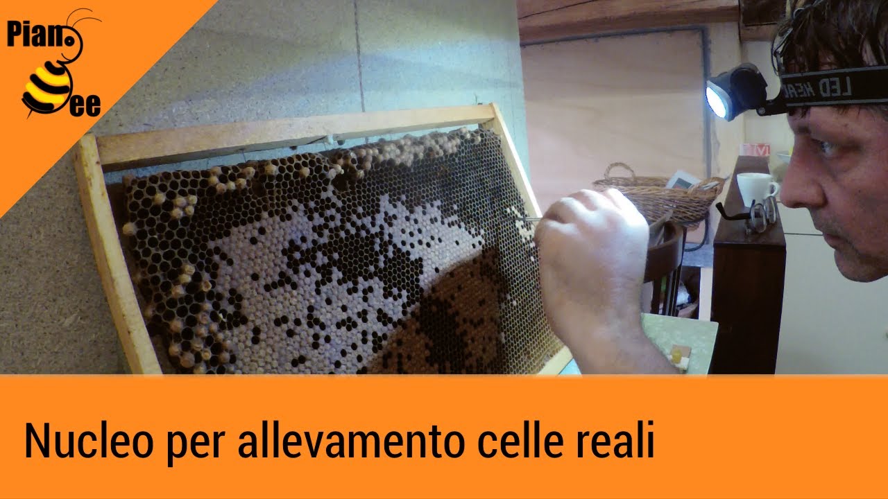 Nucleo per allevamento celle reali.