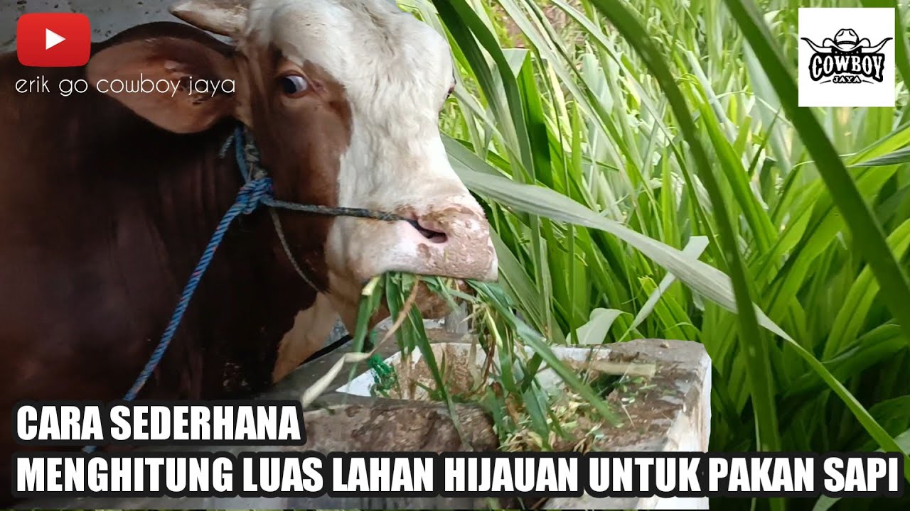 Cara Menghitung Luas Lahan Hijauan Untuk Pakan Sapi