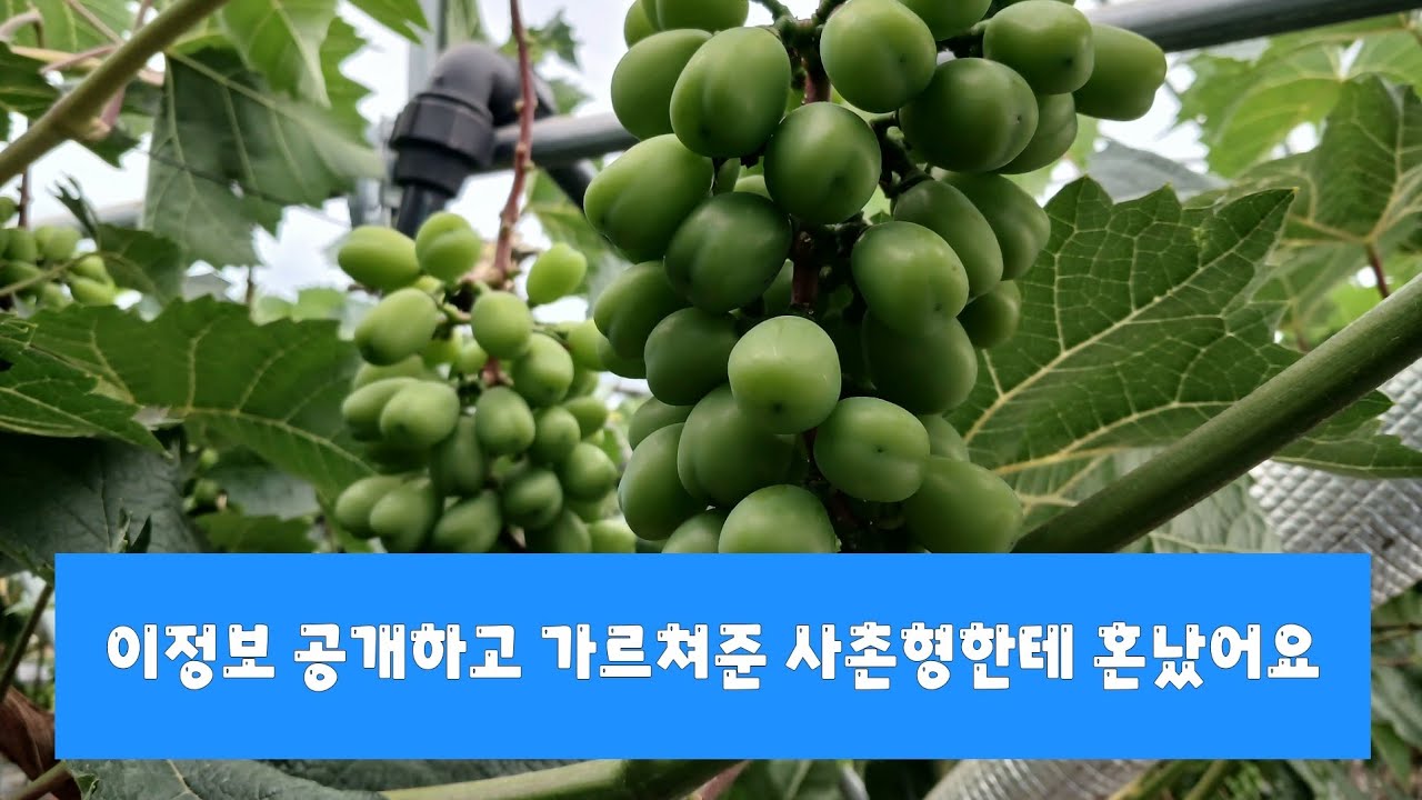 @완전 대~~~~박입니다  이렇게좋은것을 몰라서 3년간하지않았어요(에코솔 16-0-16 입니다)