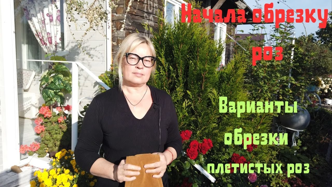 Начала обрезку роз. Варианты обрезки плетистых роз. Ответы на вопросы.
