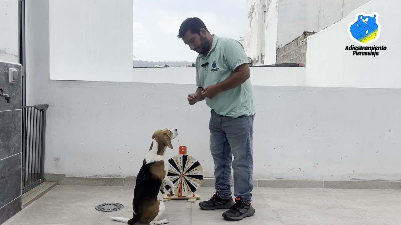 ENSE&Ntilde;ANDO A TRUFA A GIRAR LA RULETA