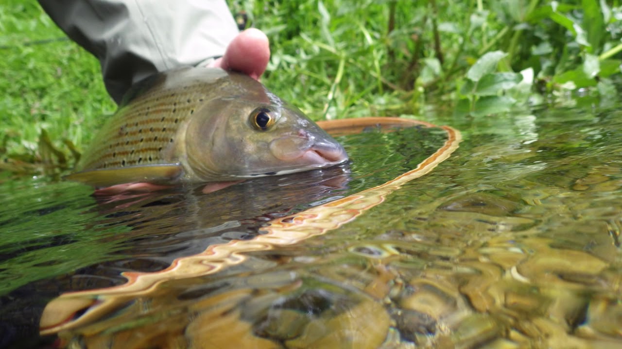 La Haute Seine 2019 - P&ecirc;che &agrave; la mouche - L' Ombre Commun