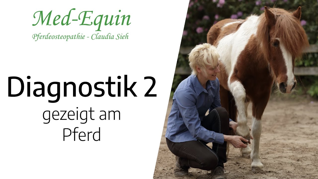 Diagnostik 2 - Dysfunktion beim Pferd finden, warum so kompliziert?