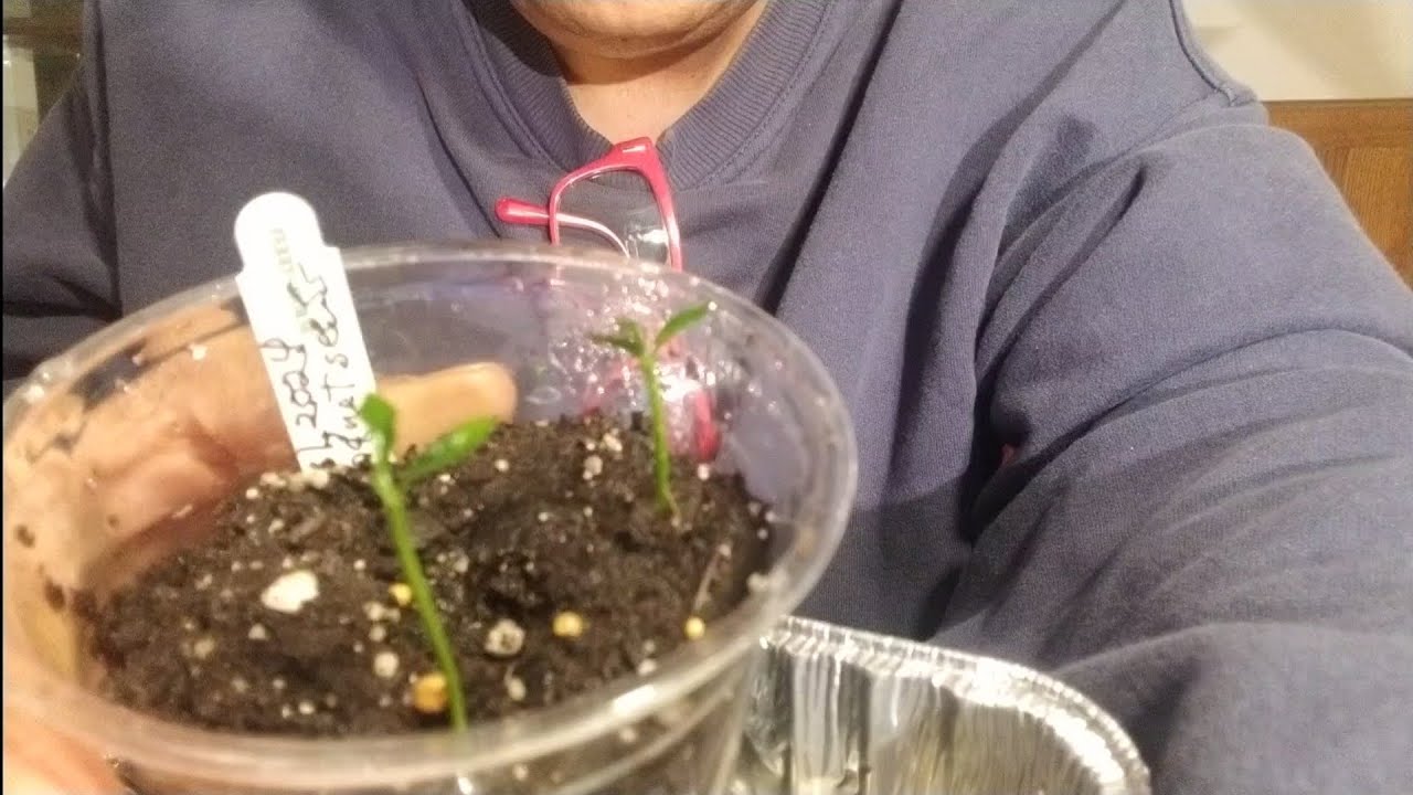 How to germinate kumquats results|#wig2025