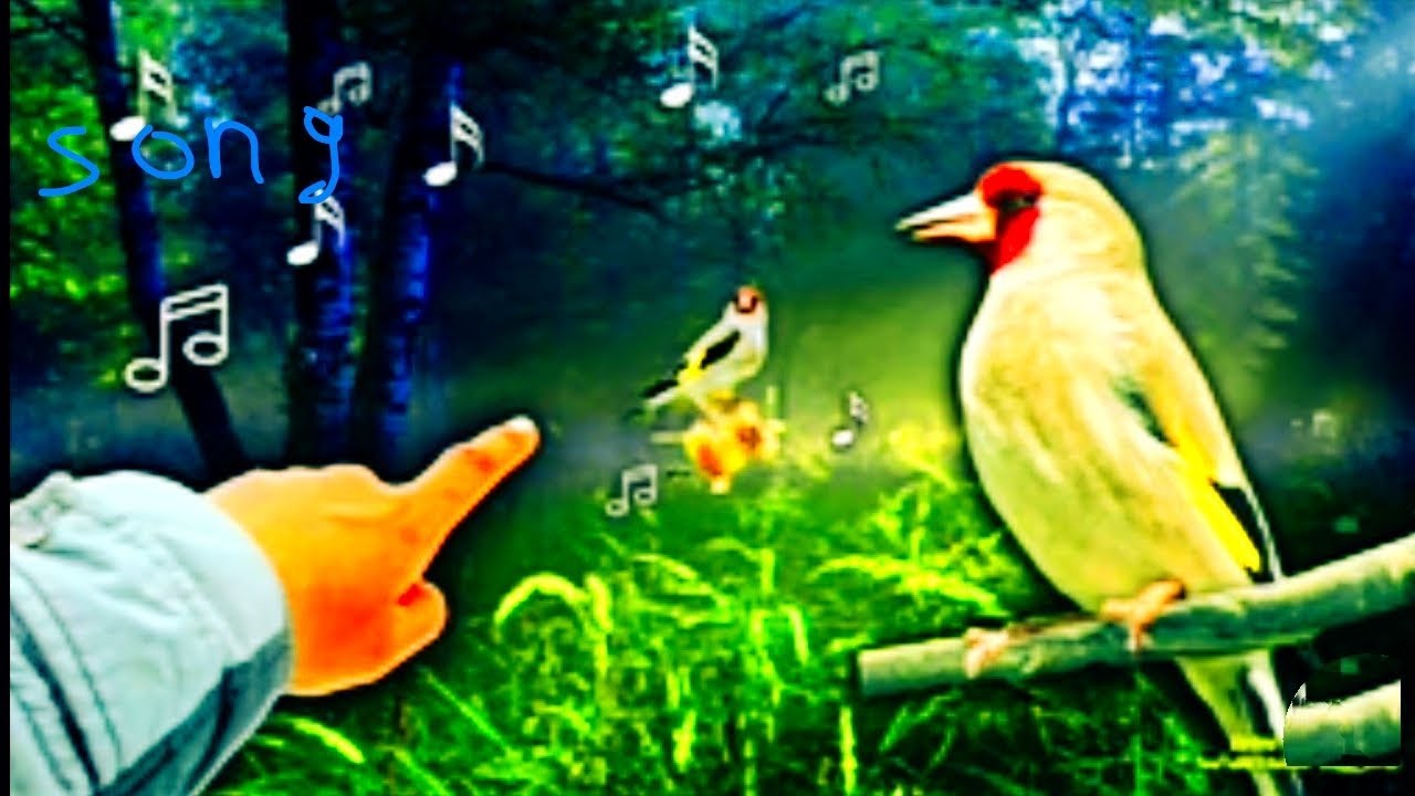 Звуки шегла /sonG GOLDENFISH/Манок для шеглов()