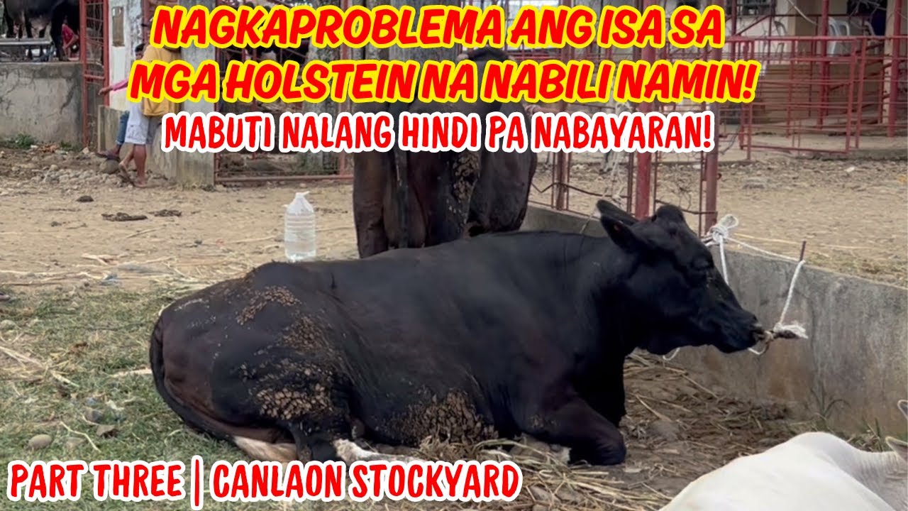NAGKAPROBLEMA ANG ISA SA MGA HOLSTEIN NA NABILI NAMIN! | PART 3: CANLAON | SOLLE'S GANDANG BUHAY