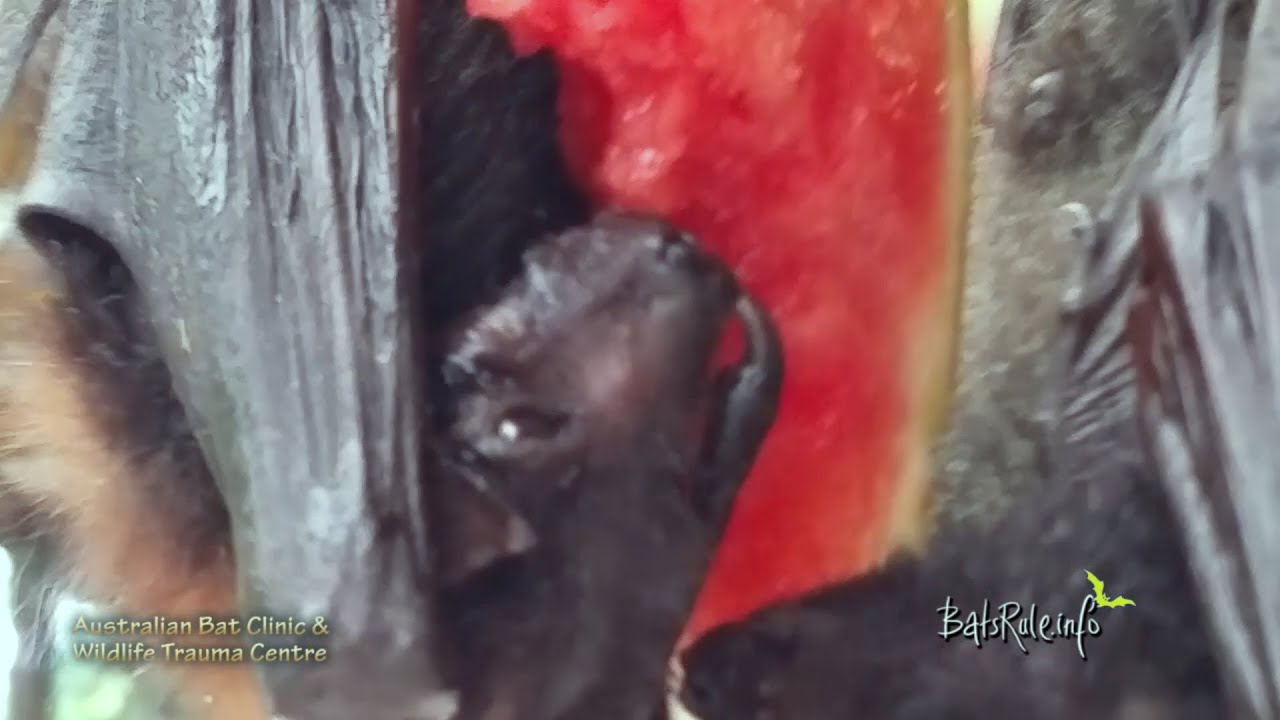 Bat babies orphaned in care Megabat Flying-fox Fruit bat