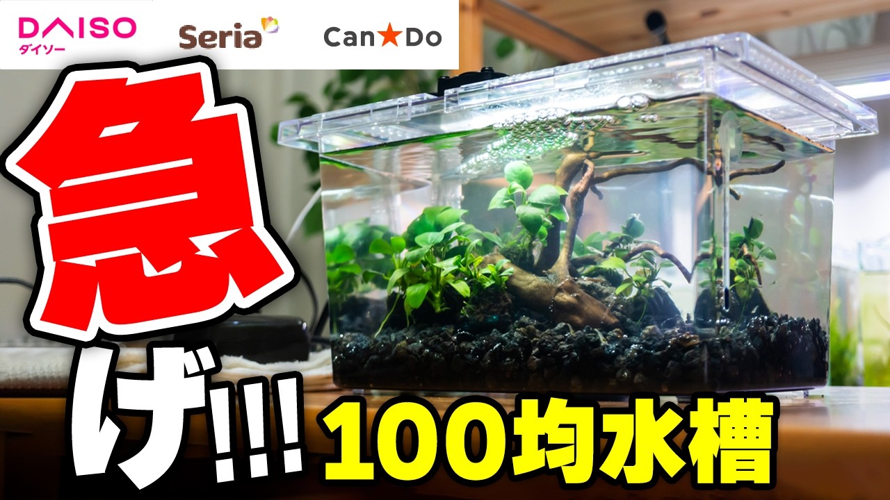 【100均アクア】ダイソー300円水槽でミナミヌマエビ水槽を作る！夏休み目前売り切れる前に手に入れよう！ #ダイソー #セリア #アクアリウム #熱帯魚 【ビバアクア】