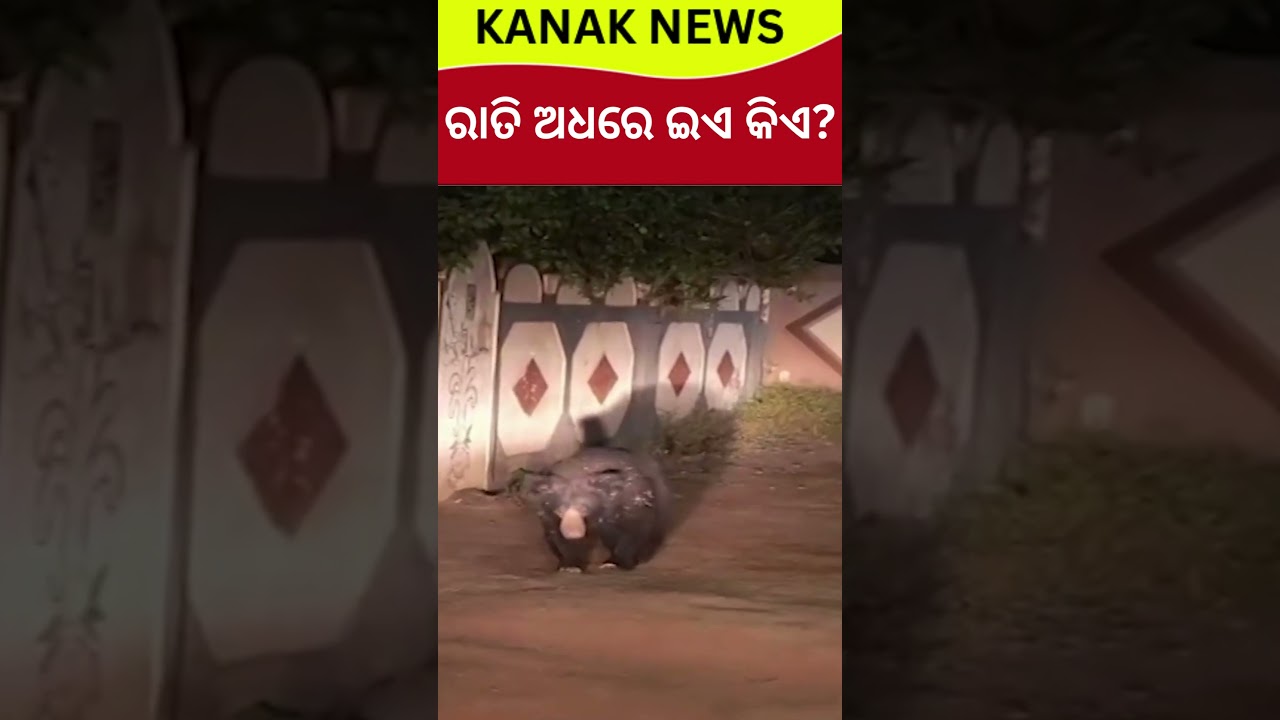 Bear Panic in Nuapada! Locals Fear for Safety After Early Morning Visit