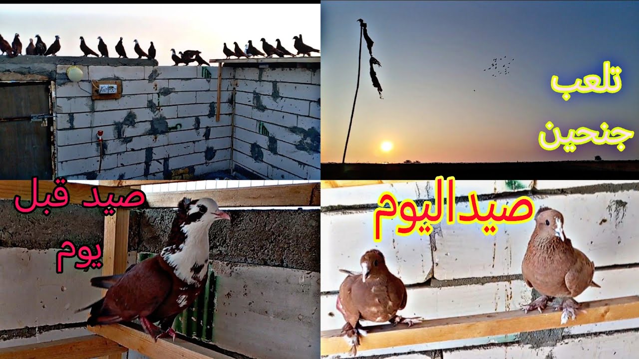 صيد اليوم 3وتلعب عل جنحين ضلن