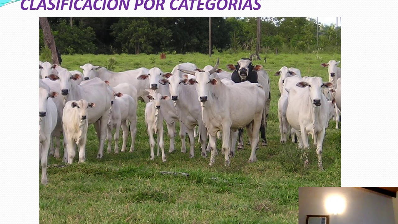 CLASIFICACIÓN POR CATEGORIAS