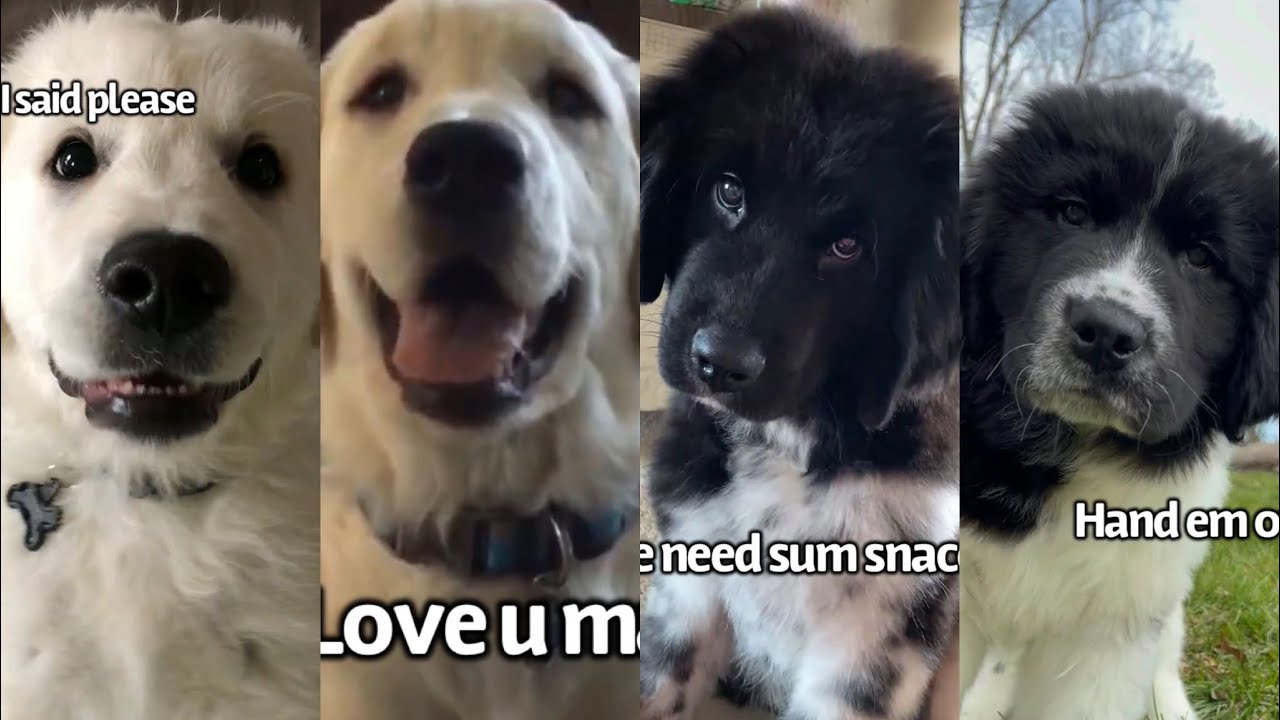 Compilation Of My 4 Dogs When They Were Puppies