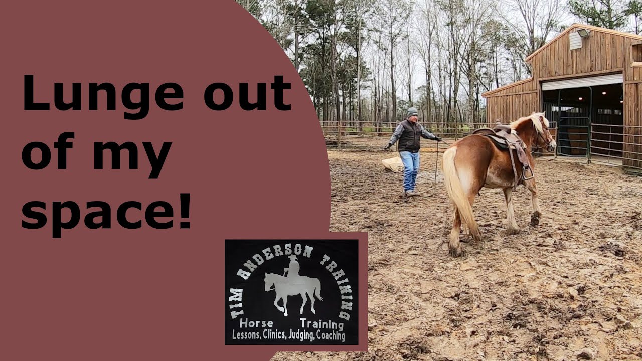 Big pushy disrespectful horse behavior from a haflinger. Part 3. Lunging.