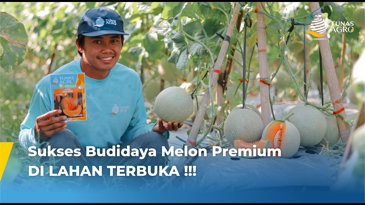 MELON PREMIUM DI LAHAN TERBUKA !!! | #KATAMEREKA TUNAS AGRO