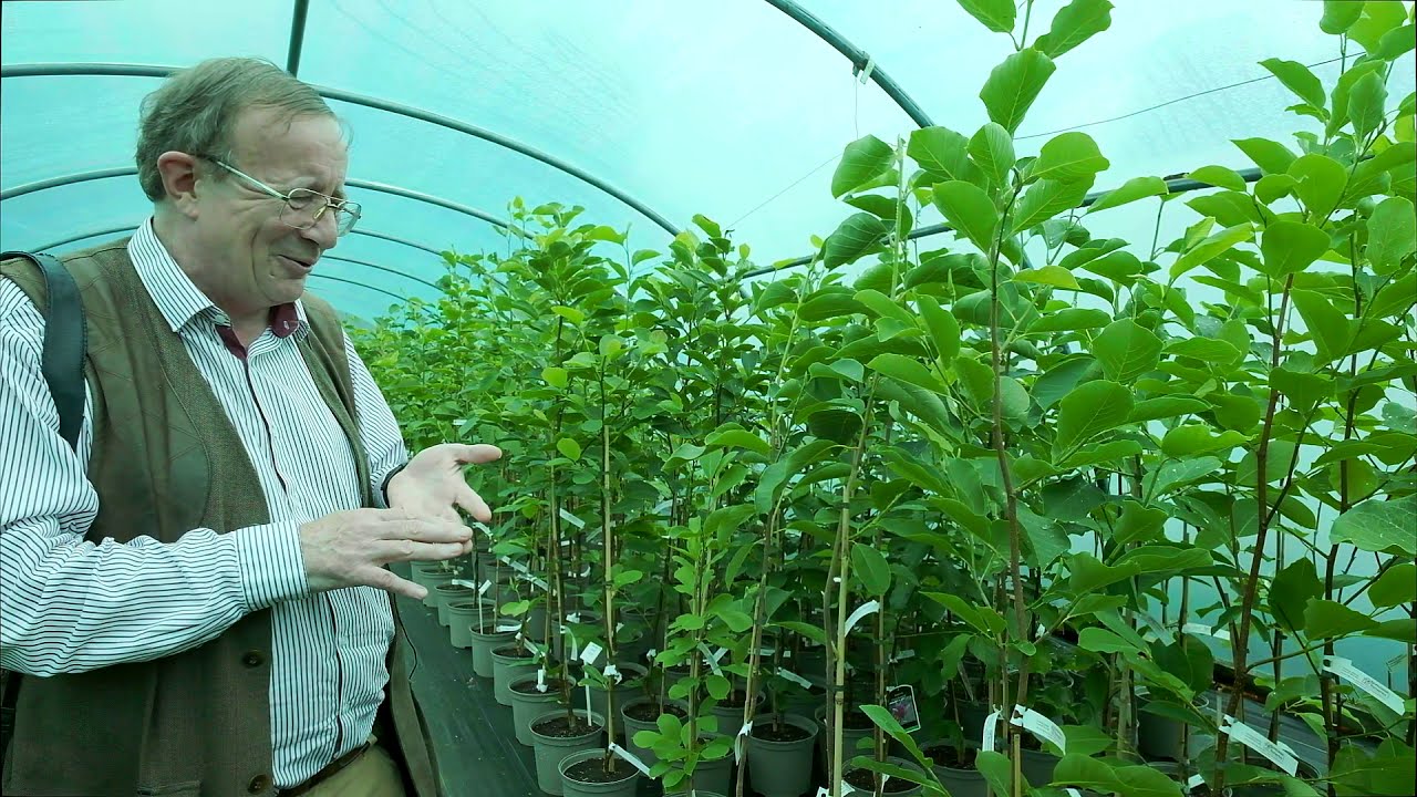 Magnolia sizing - Burncoose Nurseries.