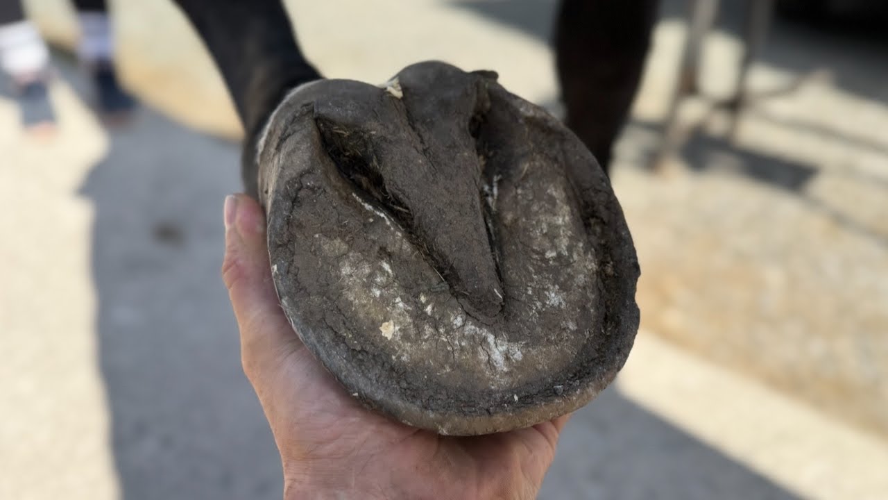 They Wanted New Horse Shoes For Cash.