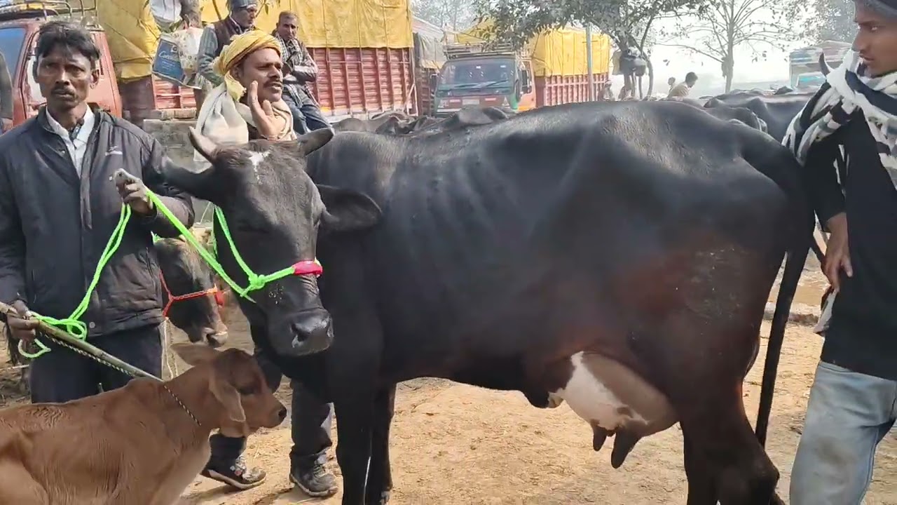 छपिया पशु मंडी का नजारा | छपिया पशु मंडी का नजारा देखे | छपिया पशु मंडी गोरखपुर में किस जगह लगती है 