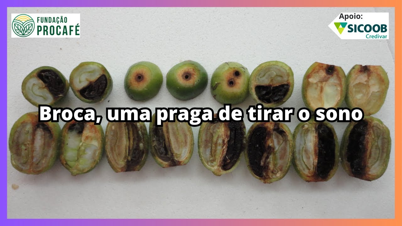 Podcast #202 - Broca, uma praga de tirar o sono