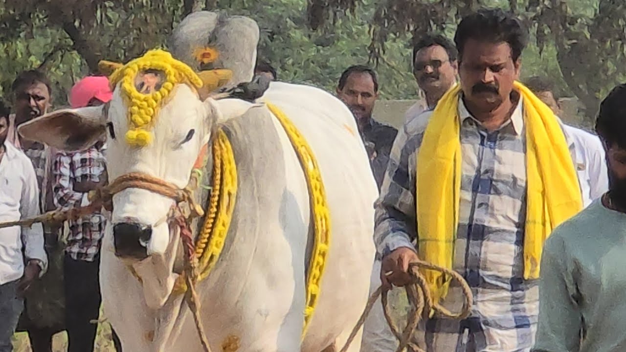 పొట్లపాడు సబ్ జూనియర్స్ 4జత. RK Bulls అత్తోట శిరీష చౌదరి శివకృష్ణ చౌదరి గారు