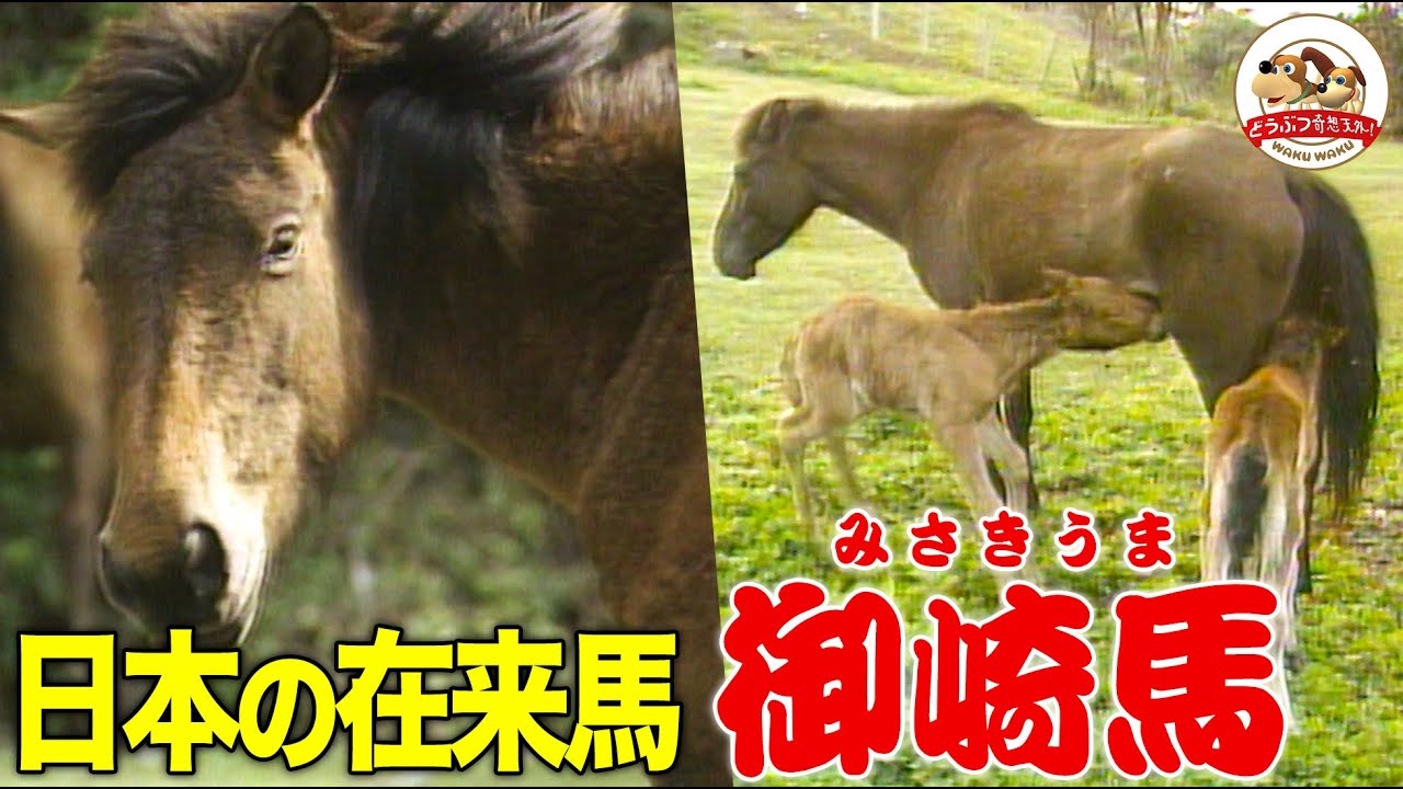 【残りわずか8種類】日本の在来馬の一つ「御崎馬（みさきうま）」は宮崎の緑豊かな岬に暮らす～母を亡くした仔馬に助け舟を出すメス！昔のままの姿をした貴重な馬たちの生活【どうぶつ奇想天外／WAKUWAKU】