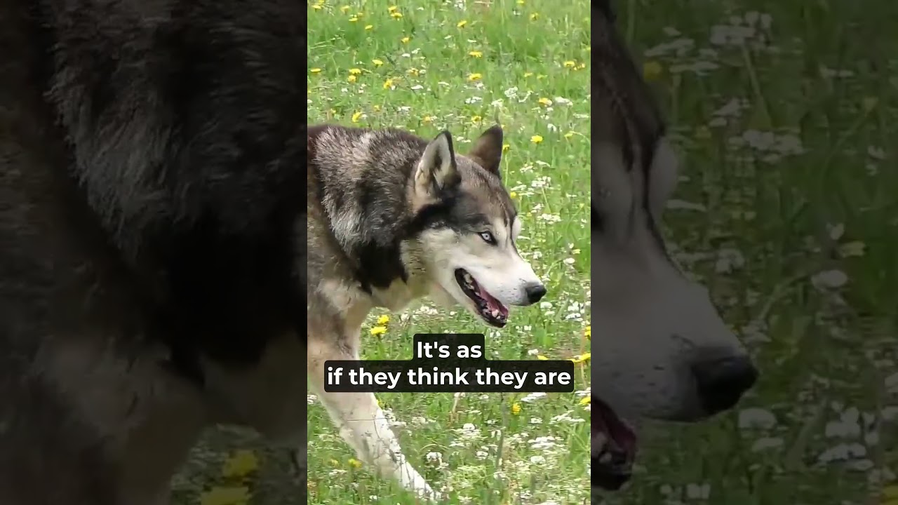 Why Do Dogs Howl at Sirens? | Total Pet Tales | #dogs #behavior #pets #howling #siren