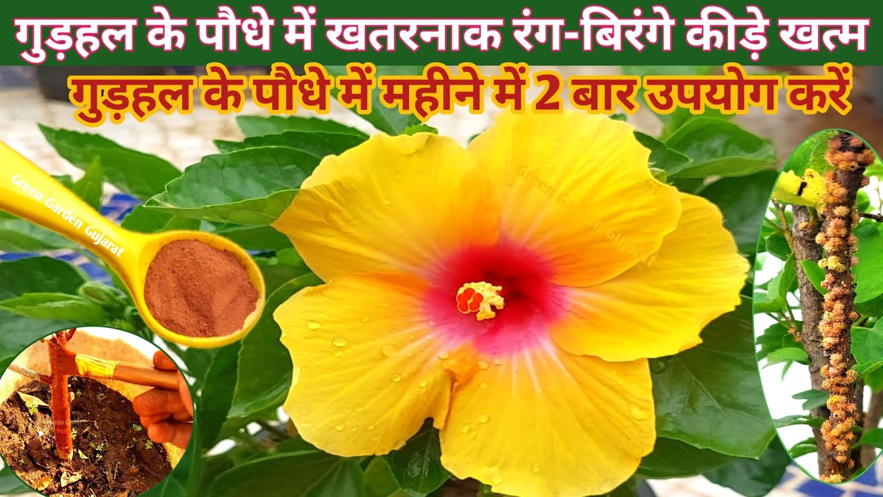 गुड़हल में लगे रंग बिरंगे कीड़ों से छुटकारा पाएं. गुड़हल में लगे कीड़ों के लिए घरेलू कीटनाशक