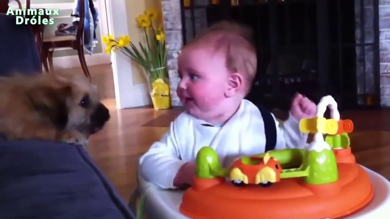 Bébés drôles rire hystérique à chiens et chats Compilation 2017 HD VIDEO