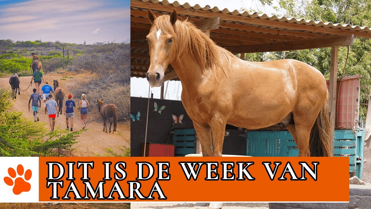 Een hele drukke week op de opvang! | DierenpraatTV
