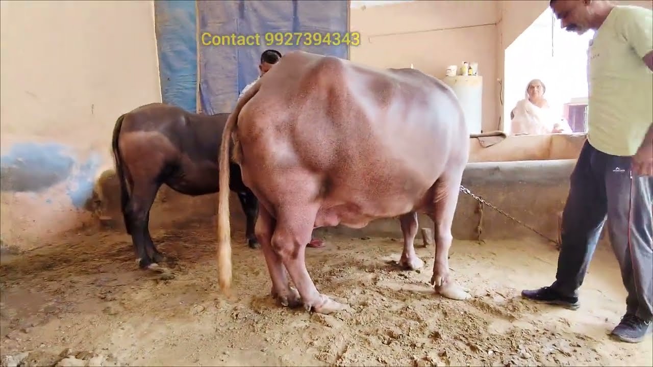 राजस्थान से हापुड़ आई भैंस के खुर (7 इंच) लंबे निकले 😱 animals parlour 
