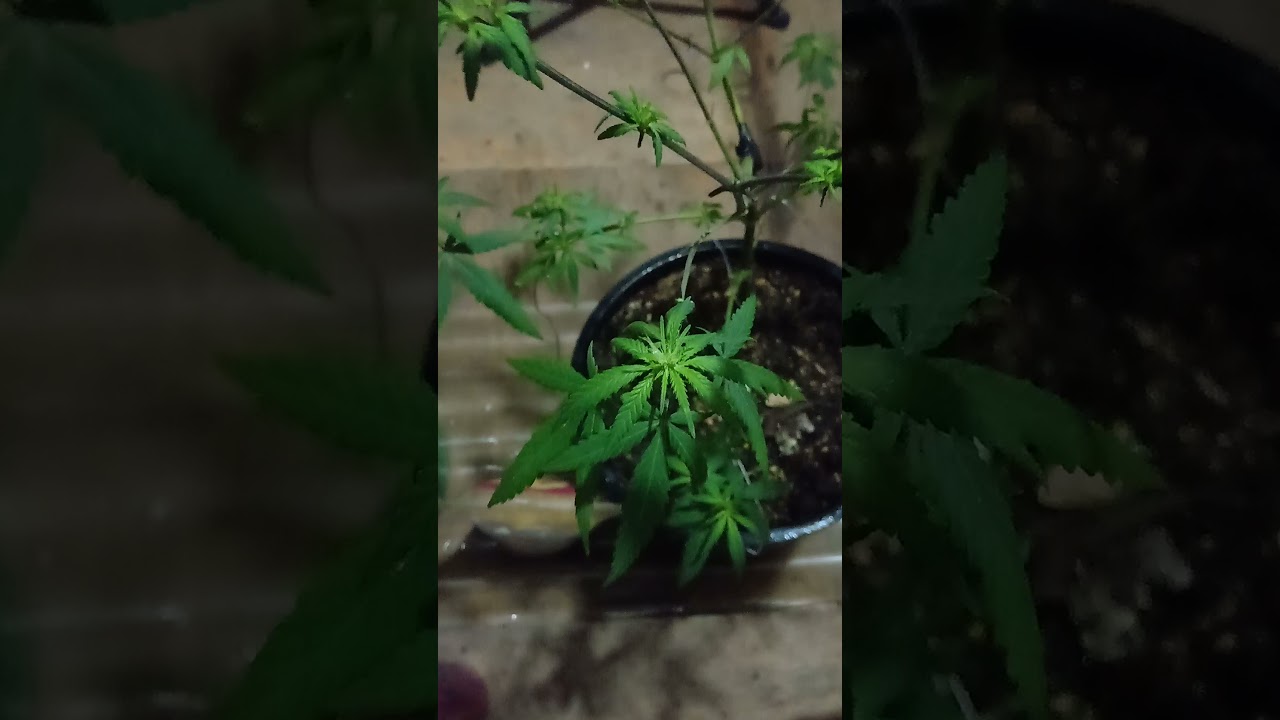 RUDERALIS GLOWERING TAST( 2 MONTHS )