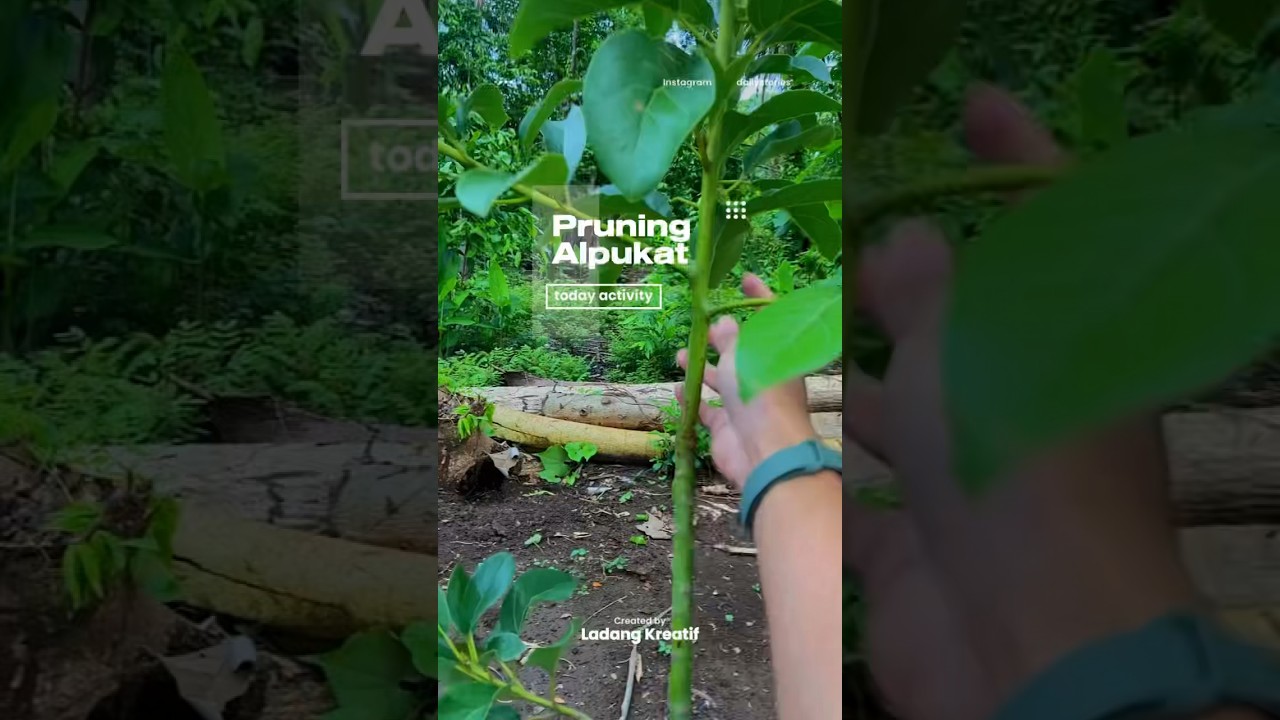 Pangkas Terus Sampai Habis 😁 Pruning Pohon Alpukat Usia Muda