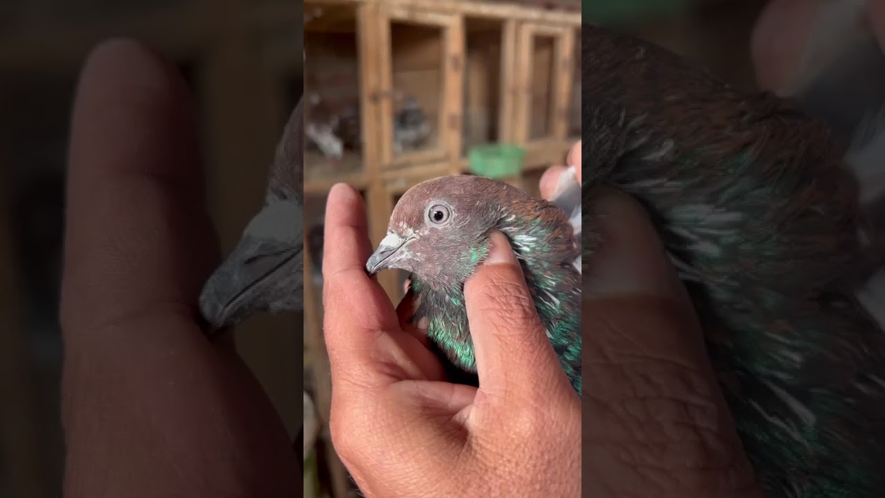 Kalay moun walay breeder pair for sale