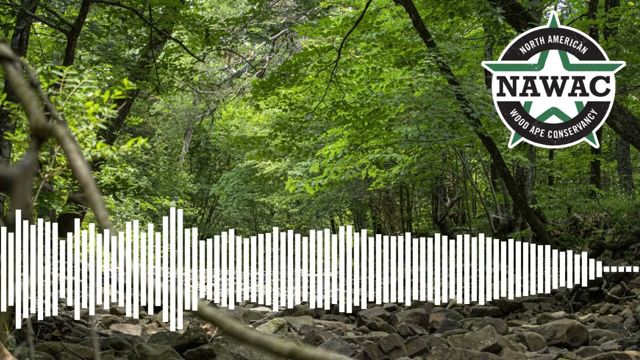 NAWAC Bigfoot/Sasquatch Audio Recordings: Huff Bang!