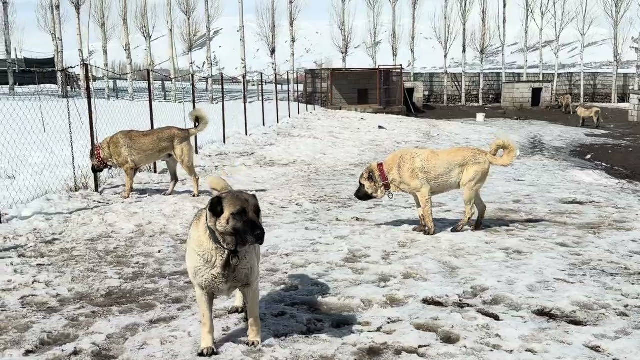 BÜYÜK OLAYDAN SONRA KÖPEKLERDE SON DURUM KARABAŞ MI BOZO MU HANGİSİ ? 
