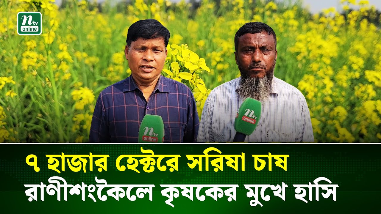 রাণীশংকৈলে সরিষার হলুদ স্বপ্নভূমি, মাঠজুড়ে ফুলের সমারোহ | Mustard Field | NTV News