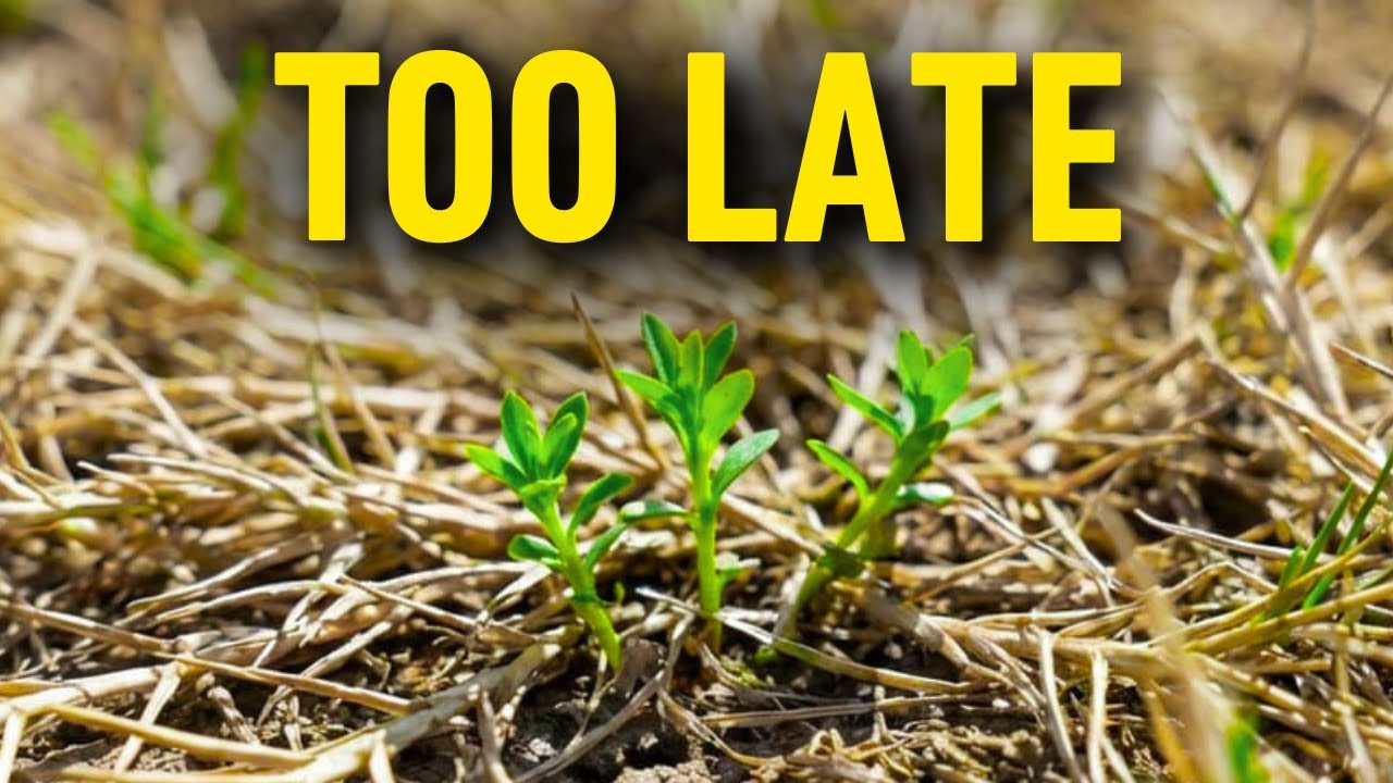 Why Your Pre-Emergent Didn’t Work (And What “Too Late” Really Looks Like)