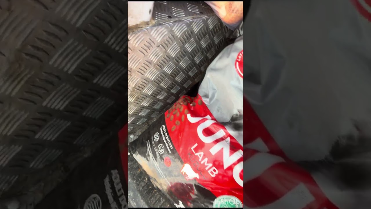 Araç ezmiş yağmurun altında çaresiz bekleyen garibim iyiye gidiyor insaalalh 