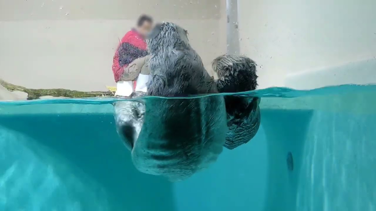 鳥羽水族館 ラッコ メイちゃんキラちゃんのイカミミジャンプ 横画面はムズいのよ編