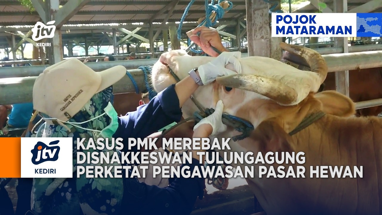 TULUNGAGUNG - Kasus PMK Merebak DISNAKKESWAN Tulungagung Perketat Pengawasan Pasar Hewan