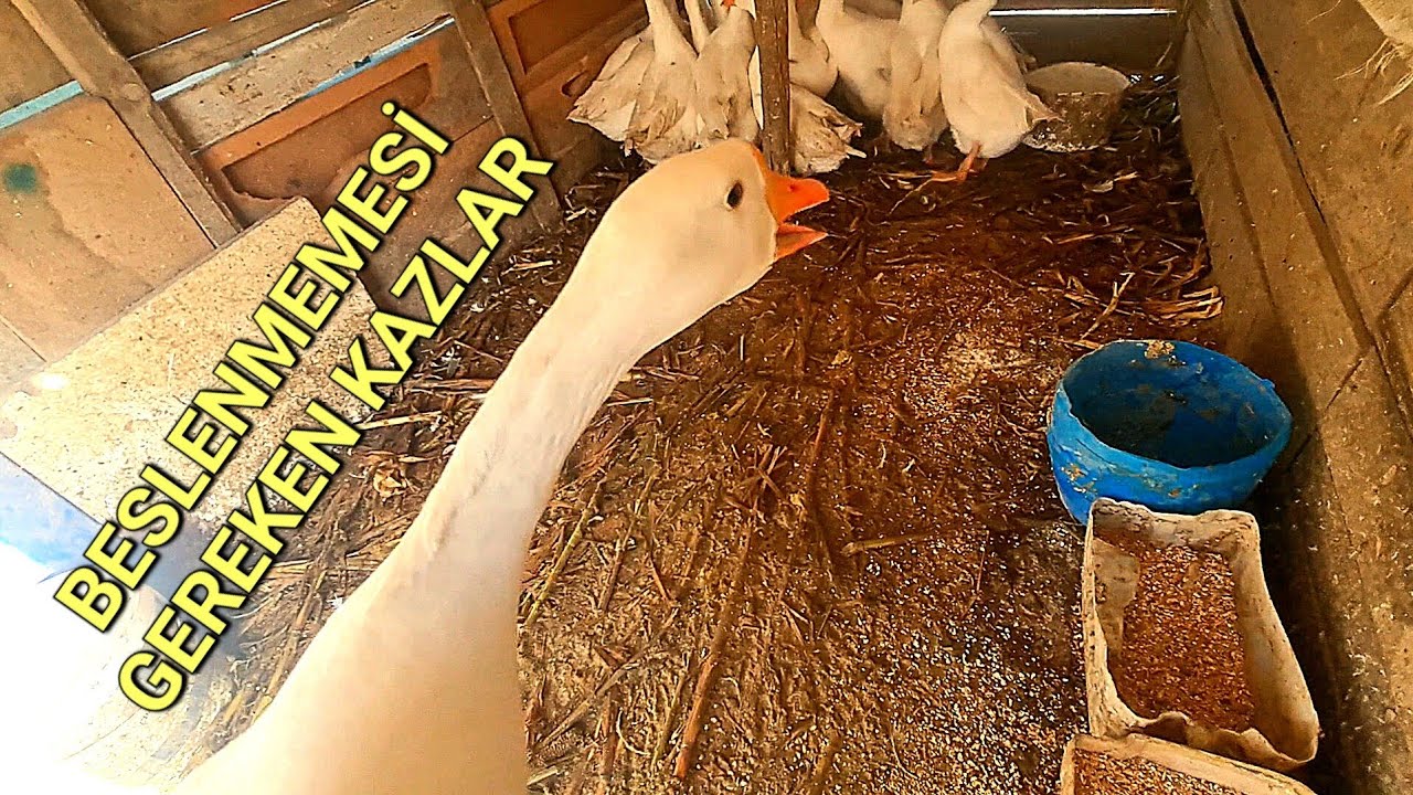 BU KAZI BESLEMEYİN ZARAR EDERSİNİZ?DÜNYALARI YEDİLER KİLO ALMIYORLAR?#kazbesiciliği #kazcılık #farm