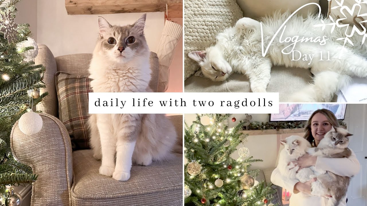 A Day In The Life Of My Two Ragdoll Cats | daily routine, grooming, playtime | VLOGMAS day 11