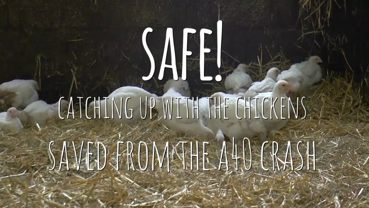 SAFE!: THE CHICKENS RESCUED FROM A HORRENDOUS ROAD CRASH