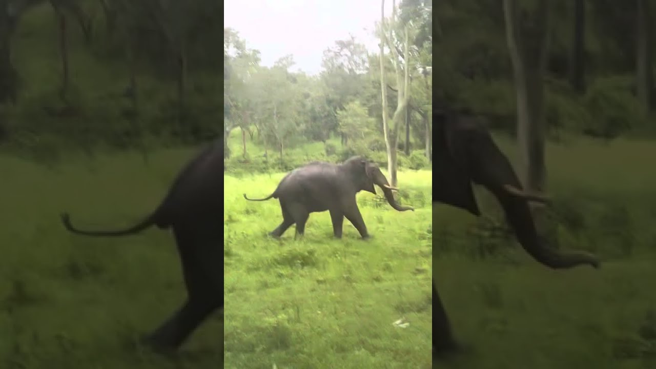 Elephant attack @ Mudumalai
